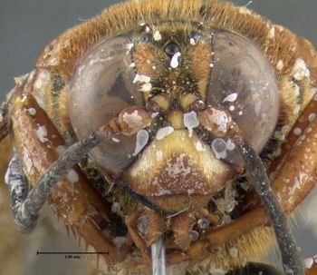 Media type: image;   Entomology 603057 Aspect: head frontal view